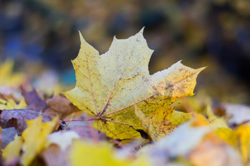 Naklejka na ściany i meble Yellow autumn leaf close-up