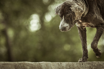 Obraz premium Dirty stray dog is a skin disease.