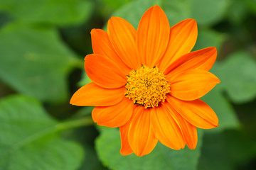 Close up orange Mexican daisy flower. Look fresh and colorful.