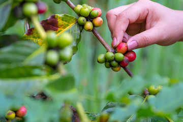 hand picking a fresh and raw coffee beans on coffee tree in farm.