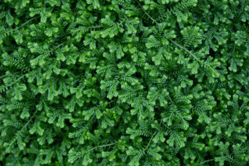 Green grass (small leaf) background texture. Green lawn texture background. top view.
