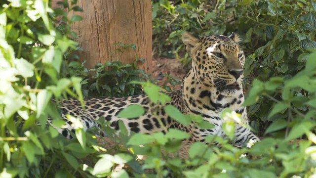 Leopard resting in the forest.