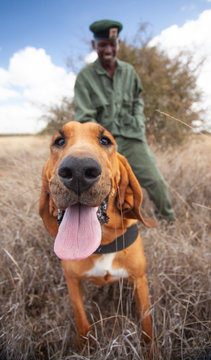 Tracker Dog 