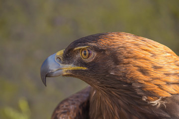 Golden Eagle Close Up