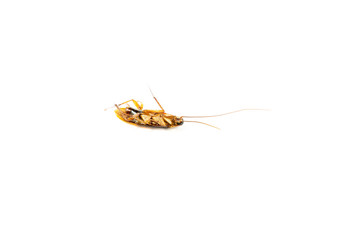 Focus body cockroach isolated on white background.