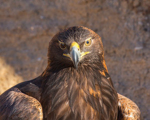 Golden Eagle Close Up