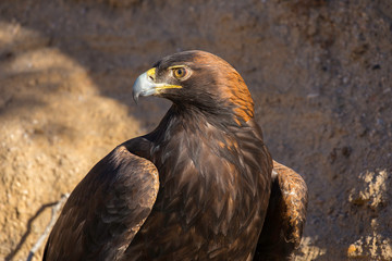 Fototapeta premium Golden Eagle Close Up