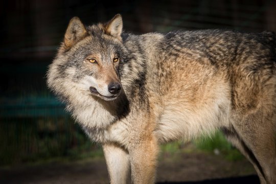 Scary dark gray wolf (Canis lupus) Stock Photo | Adobe Stock