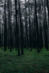 pine forest with tall trees and green grass, Cool Tone