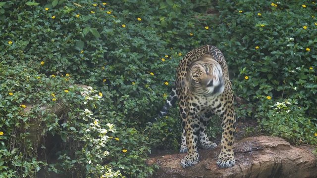 Jaguar resting in the forest.