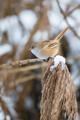 Bartmeise (Panurus biarmicus) Weibchen, Baden-Wuerttemberg, Deutschland