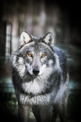 Scary dark gray wolf (Canis lupus) © szczepank