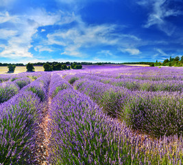 Lavender field in summer countryside