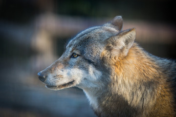 Scary dark gray wolf (Canis lupus)