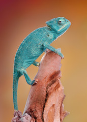 Chamaeleo calyptratus macro natural 