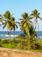 Fototapeta premium La Romana, Dominican Republic - Beautifull coast with tropical palms and white sand in the beach of a typical tropical island of the caribbean