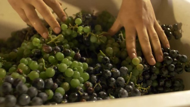 Othello grapes in vintage crusher