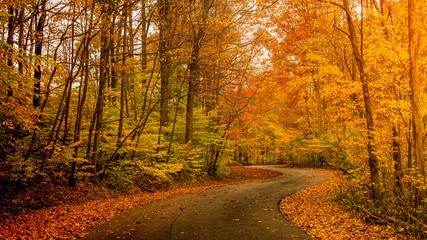 S  shaped road winding through midwestern forest of autumn leaves changing color