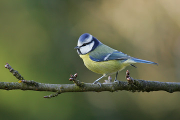 Obraz premium Blaumeise (Cyanistes caeruleus) auf Ast, Brandenburg, Deutschland