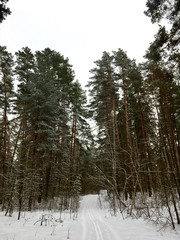 Fototapeta premium Ski track