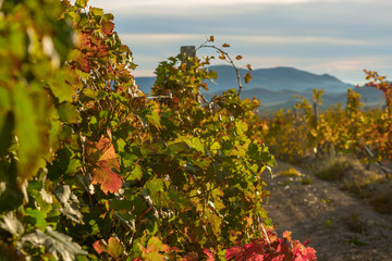 Autumn Vineyard