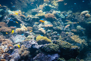 Fototapeta na wymiar fishes and corals underwater reef, colorful sealife