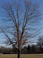 trees and sky