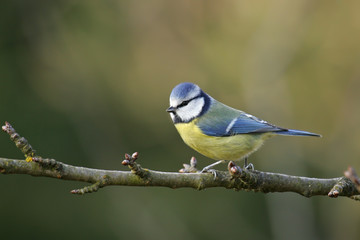 Blaumeise (Cyanistes caeruleus) auf Ast, Brandenburg, Deutschland