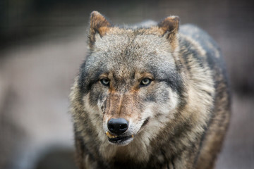 Scary dark gray wolf (Canis lupus)