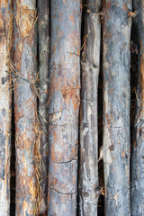 Naklejka premium Pine stick texture