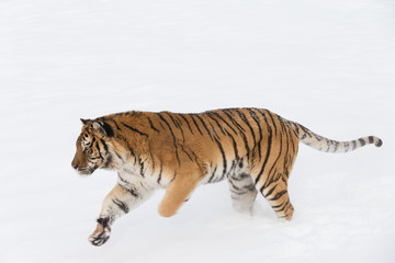 Siberian Tiger in Snowy forest