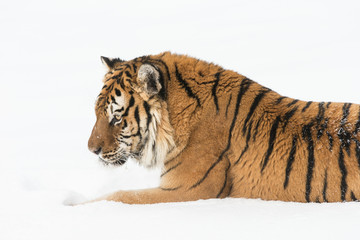 Siberian Tiger in Snowy forest