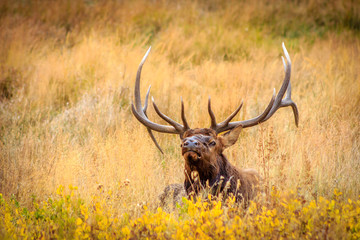 elk in the meadow