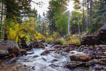 stream in the forest