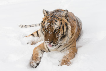Siberian Tiger in Snowy forest