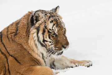Siberian Tiger in Snowy forest