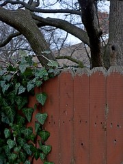 Old fence and ivy