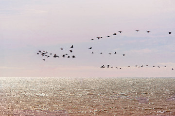 flock of birds flying on th sea 