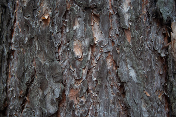 Pine rough texture