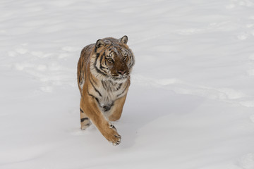 Siberian Tiger in Snowy forest