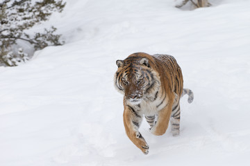 Fototapeta na wymiar Siberian Tiger in Snowy forest