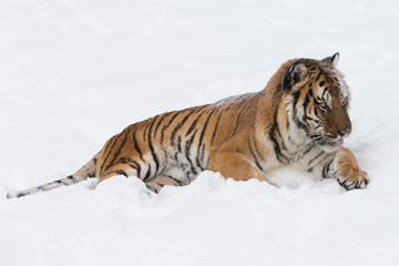 Siberian Tiger in Snowy forest
