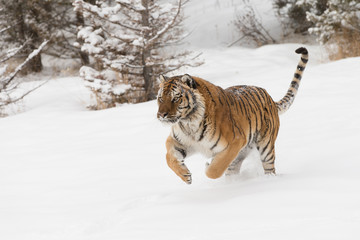Siberian Tiger in Snowy forest
