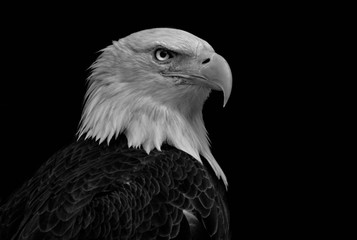Close-up side view of a Bald Eagle isolated on black background