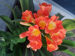 Fototapeta premium clivia