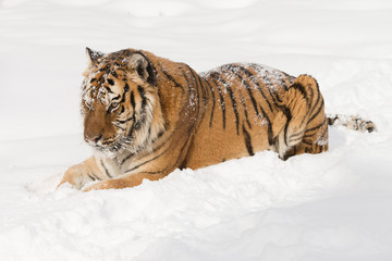 Siberian Tiger in Snowy forest