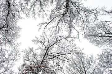 tree in winter