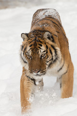 Siberian Tiger in Snowy forest