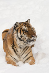 Siberian Tiger in Snowy forest
