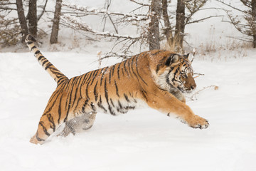 Siberian Tiger in Snowy forest